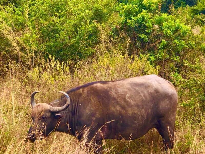 DAY TOUR TO TSAVO EAST NATIONAL PARK FROM MOMBASA/DIANI - A Closer Look at the Tour Experience