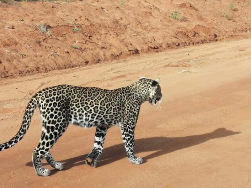 DAY TOUR TO TSAVO EAST NATIONAL PARK FROM MOMBASA/DIANI - Who Would Love This Tour?