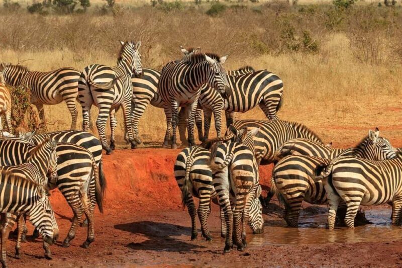 DAY TOUR TO TSAVO EAST NATIONAL PARK FROM MOMBASA/DIANI - Final Thoughts