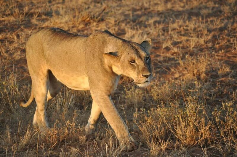 DAY TOUR TO TSAVO EAST NATIONAL PARK FROM MOMBASA/DIANI - FAQs