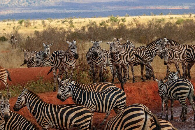 Day Tour to Tsavo East National Park from Mombasa or Diani - Key Points