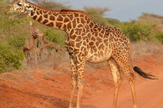Day Tour to Tsavo East National Park from Mombasa or Diani - The Journey to Tsavo East: What to Expect
