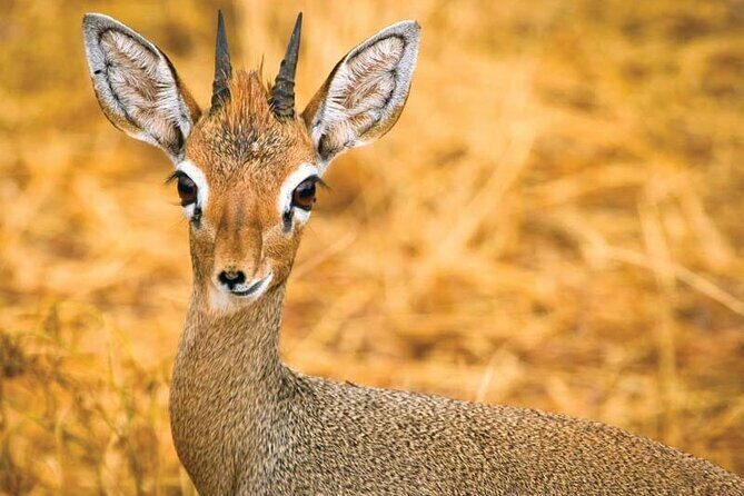 Day Tour to Tsavo East National Park from Mombasa or Diani - Afternoon Game Drive and Return