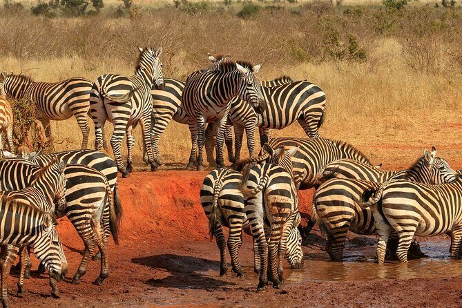 Day Tour to Tsavo East National Park from Mombasa or Diani - What the Tour Includes and What to Bring
