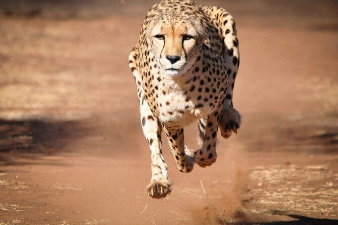 Day Tour to Tsavo East National Park from Mombasa or Diani - Is This Tour Worth It?