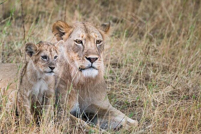 Day Tour to Tsavo East National Park from Mombasa or Diani - Who Should Consider This Tour?