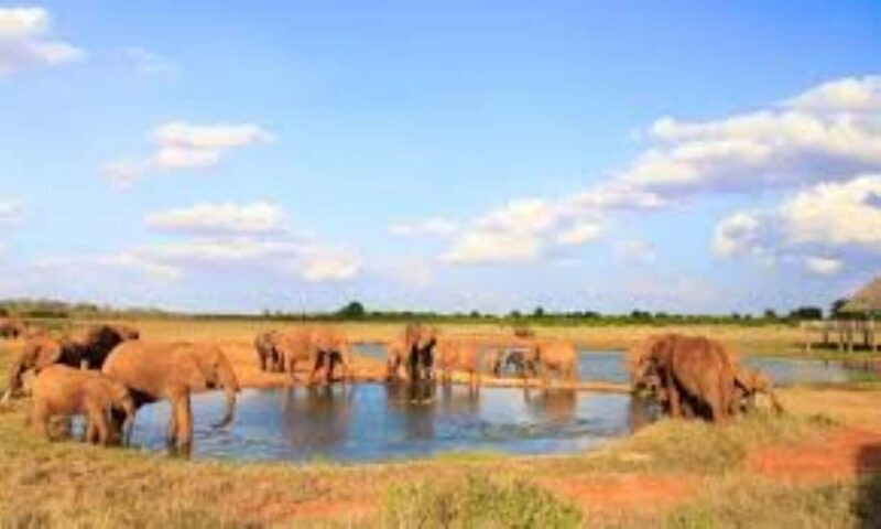 Day Tour to Tsavo East National Park - A Closer Look at the Tsavo East Day Tour