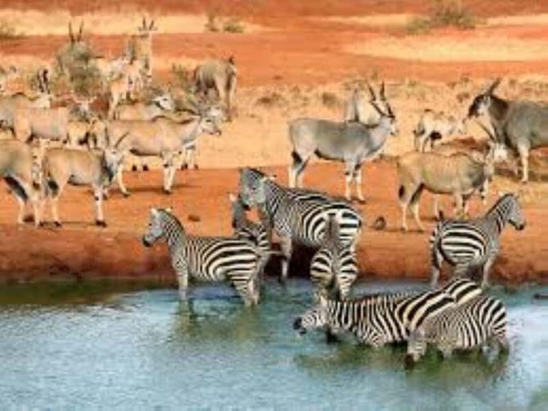 Day Tour to Tsavo East National Park - What Sets This Tour Apart?