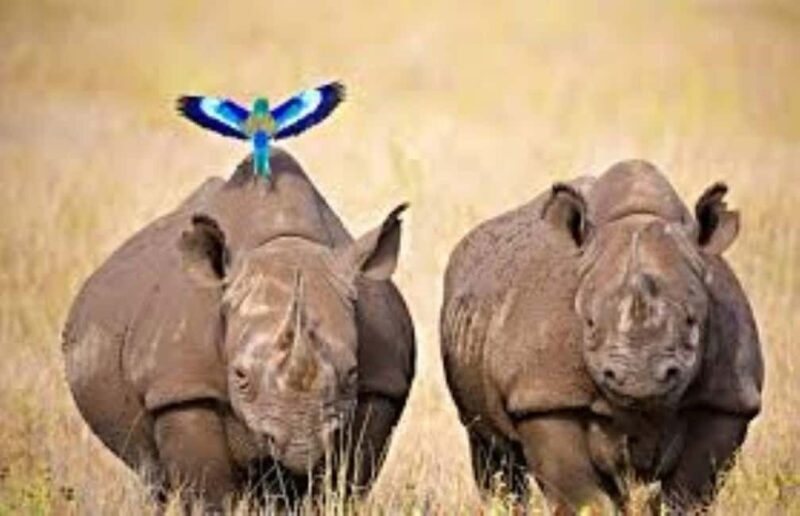 Day Tour to Tsavo East National Park - FAQ