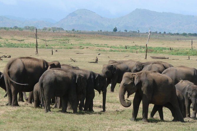 Day tour to Udawalawe from Colombo - The Complete Breakdown of the Tour