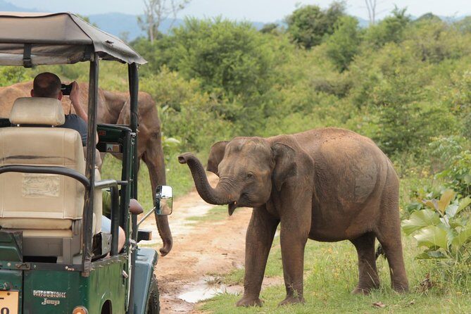 Day tour to Udawalawe from Colombo - Who Is This Tour Best For?