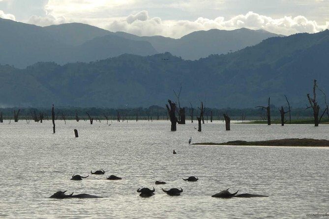 Day tour to Udawalawe from Colombo - The Sum Up