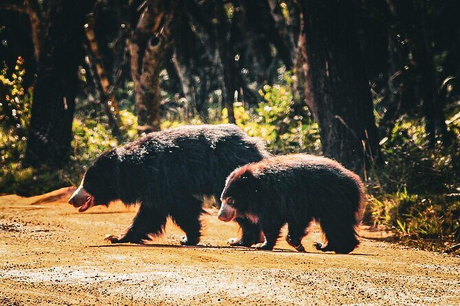 Day Tour to Wilpattu National Park From Negombo - Authentic Insights from Past Travelers