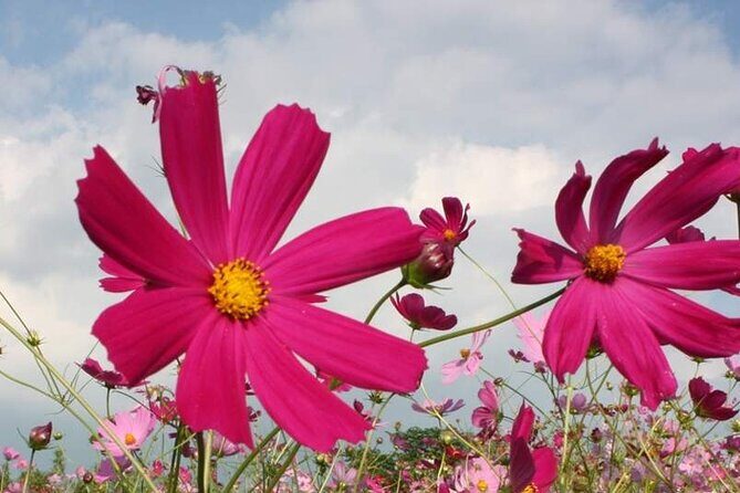 Day Tour to Yutoku Inari Shrine & Sachihime Sake Brewery| Fukuoka - FAQ