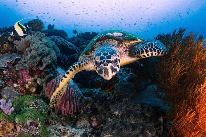 Day Tour West Nusa Penida and Snorkeling From Nusa Lembongan - Key Points