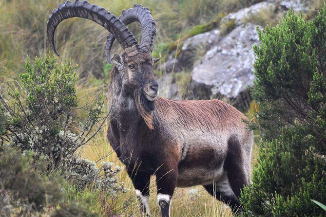 Day trek to Simien Mountain - Frequently Asked Questions