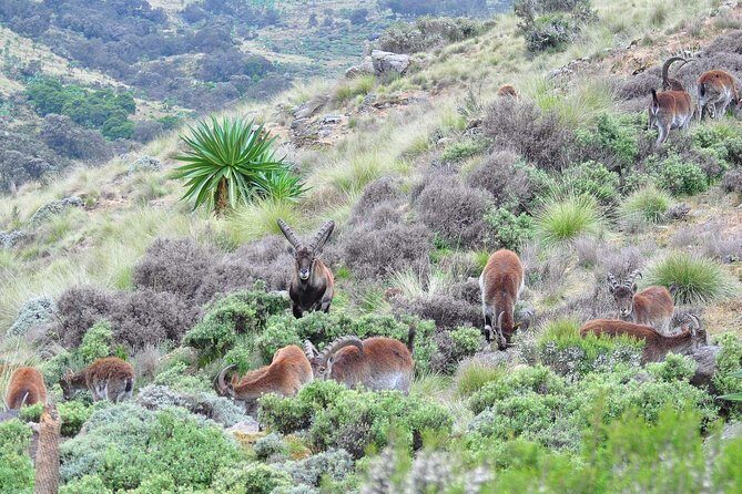 Day trek to Simien Mountain - In The Sum Up