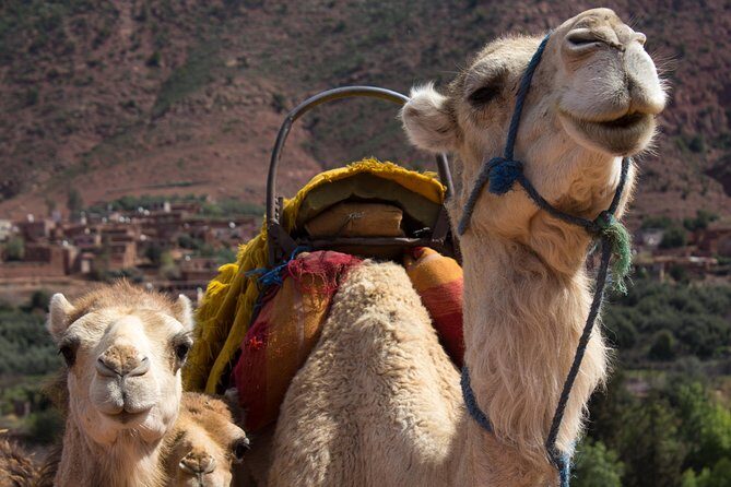 Day Trekking Atlas Mountains - The Sum Up