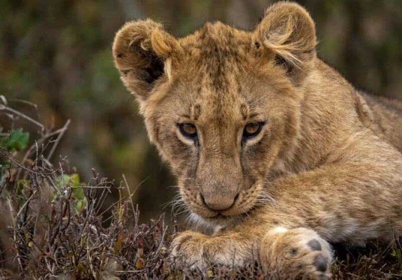 Day Trip: Amboseli National Park & Maasai Village  Nairobi - Key Points