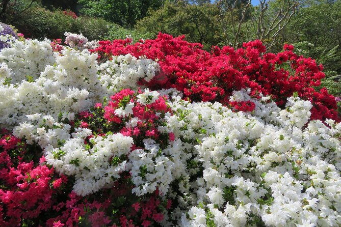 day-trip-ashikaga-flower-park-by-private-car-from-tokyo