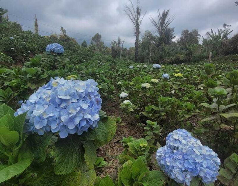 day-trip-bali-ulundanuhandara-gatebanyumala-waterfalls