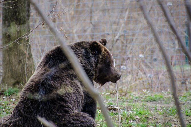 day-trip-bear-sanctuary-bran-castle-rasnov-fortress-from-brasov