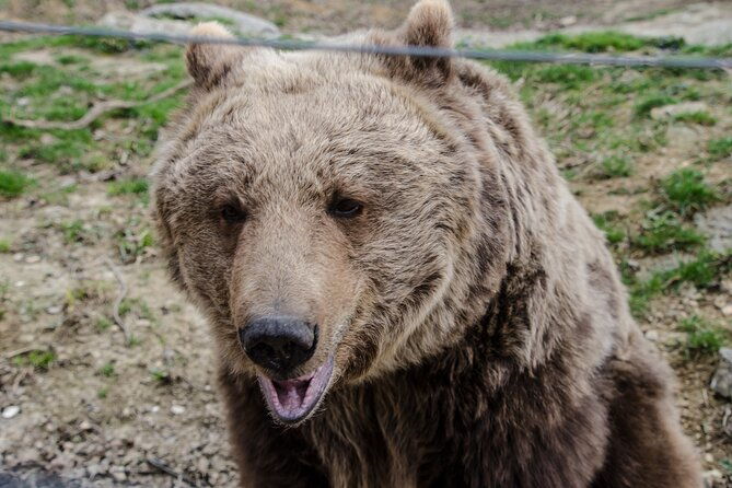 day-trip-bear-sanctuary-bran-castle-rasnov-fortress-from-brasov