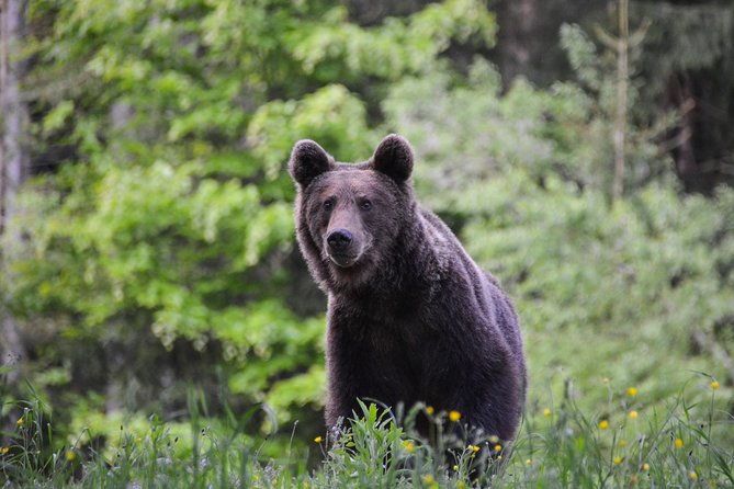 day-trip-bear-watching-in-the-land-of-volcanoes