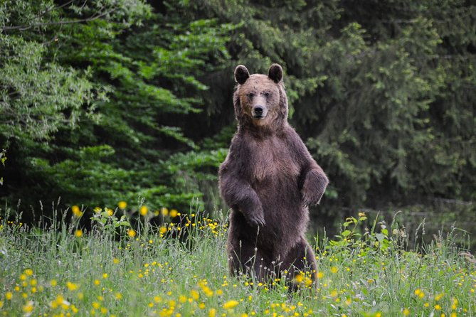 day-trip-bear-watching-in-the-land-of-volcanoes