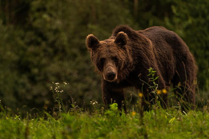 day-trip-bear-watching-in-the-land-of-volcanoes