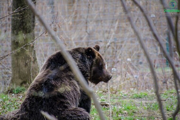 day-trip-bran-castle-rasnov-fortress-and-bear-sanctuary