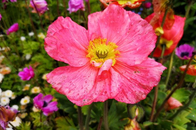 day-trip-flower-island-of-mainau-including-meersburg