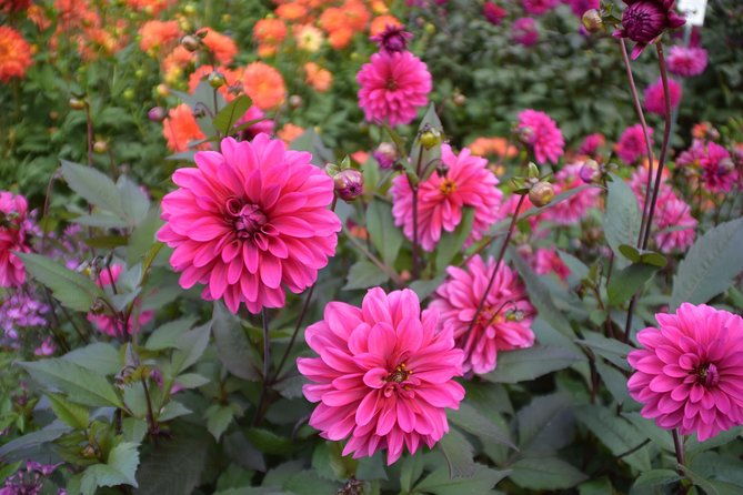 day-trip-flower-island-of-mainau-including-meersburg