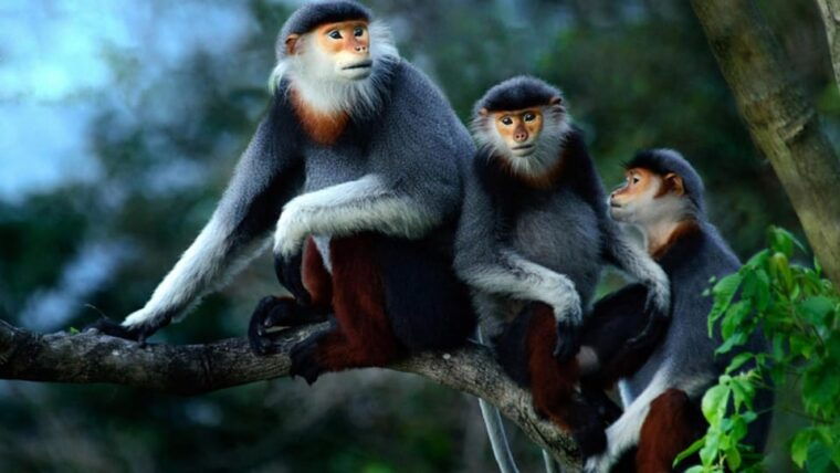 day-trip-for-a-group-to-cuc-phuong-national-park