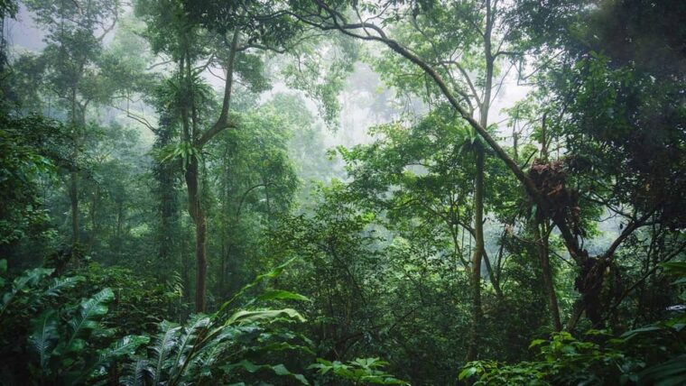day-trip-for-a-group-to-cuc-phuong-national-park