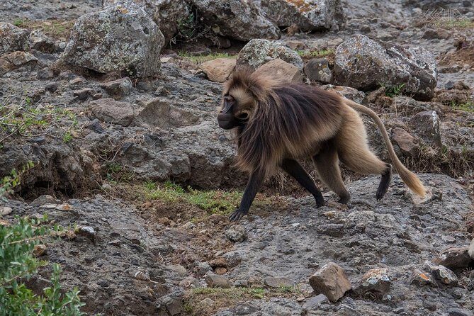 Day Trip From Addis Ababa To Debre Libanos & Blue Nile Gorge - In-Depth Review of the Experience  