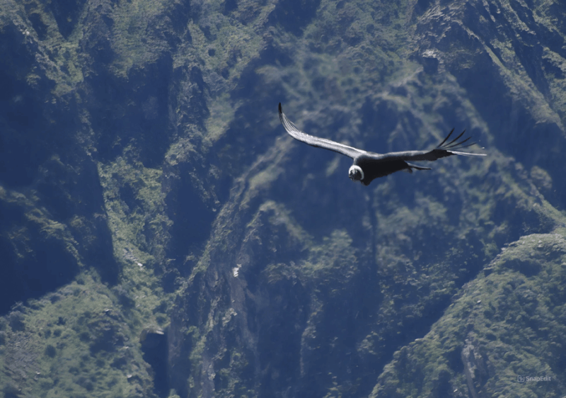 day-trip-from-arequipa-explore-the-majestic-colca-canyon