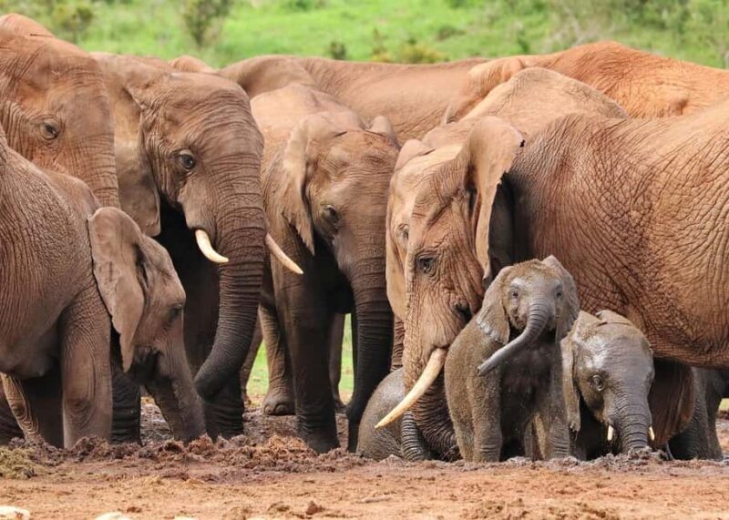 Day trip from Arusha to Ngorongoro Crater National Park - Final Thoughts