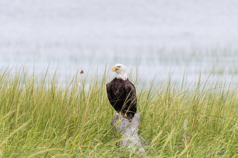 Day Trip from Boston: Guided Nature Walk at Crane Estate - The Sum Up