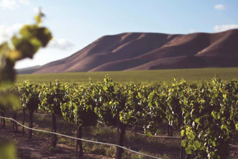 Day Trip from Bucharest to Wine Region: Tour & Wine Tasting - Key Points