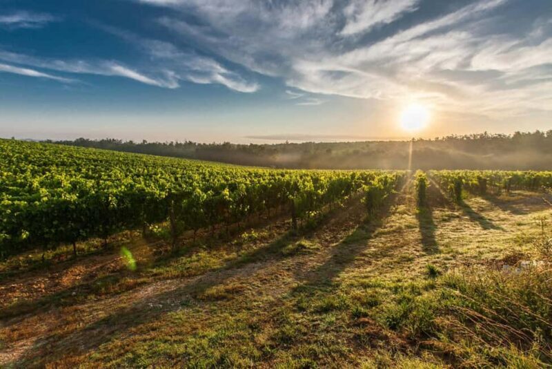 Day Trip from Bucharest to Wine Region: Tour & Wine Tasting - The Itinerary Breakdown