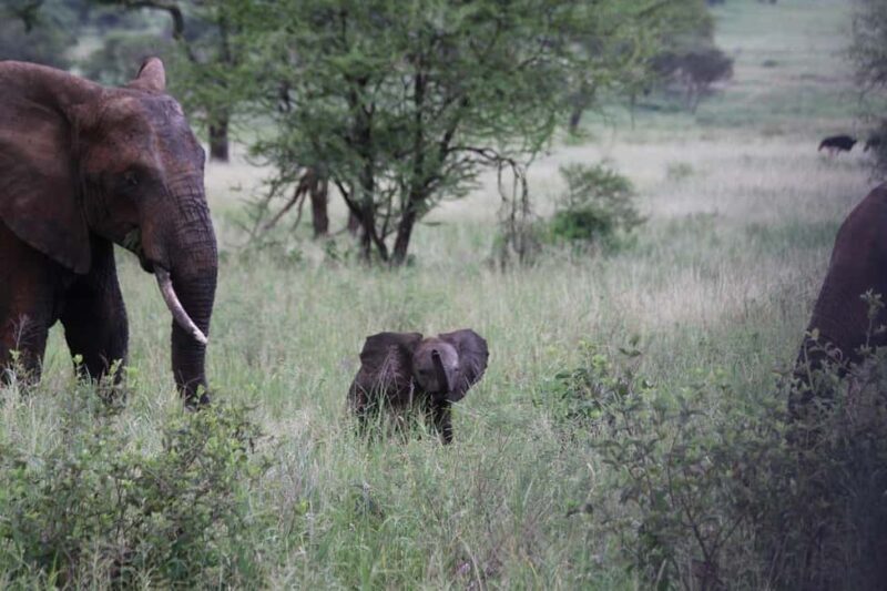 Day trip from Dar-es-Salaam to Mikumi National Park - Introduction