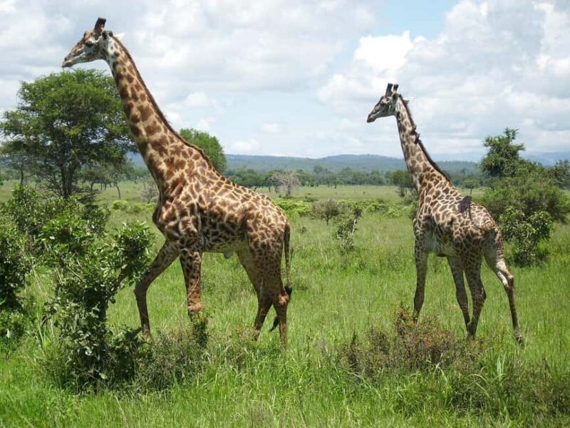 Day trip from Dar-es-Salaam to Mikumi Park by luxury train - A Practical and Exciting Day Trip to Mikumi National Park by Luxury Train