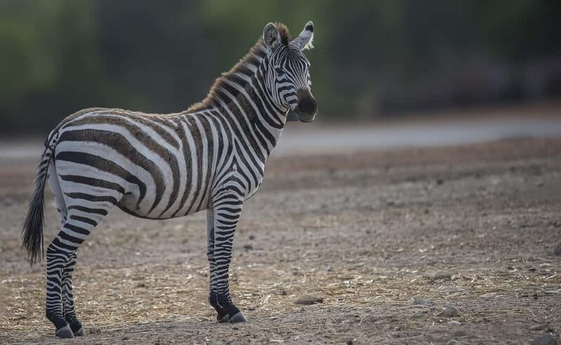 Day trip from Dar-es-Salaam to Mikumi Park by luxury train - Key Points