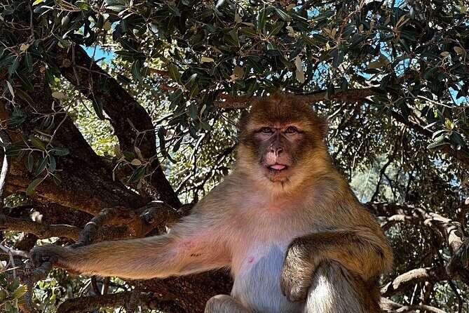 Day Trip from Fez to Middle Atlas Mountains, Cedar Forest & Azrou - Key Points