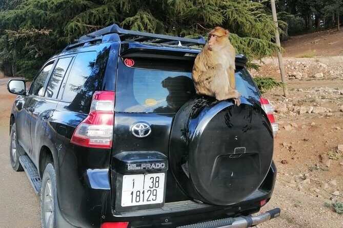 Day Trip from Fez to Middle Atlas Mountains, Cedar Forest & Azrou - FAQ