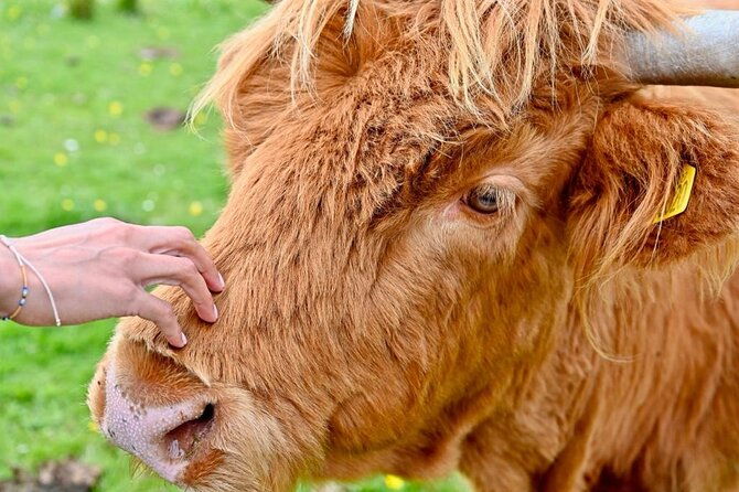 day-trip-from-greenock-cruise-port-lochs-and-castle-tour
