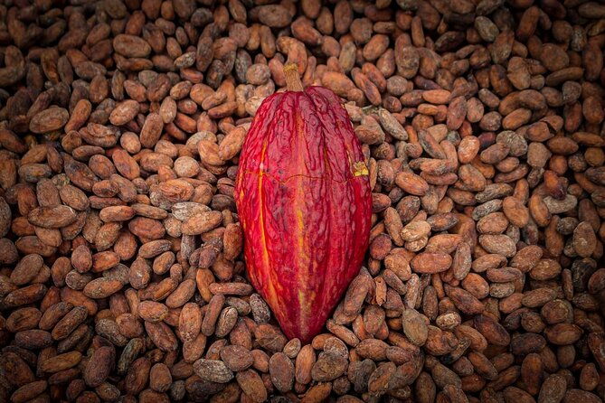 day-trip-from-guayaquil-to-howler-monkey-trail-and-cacao-farm