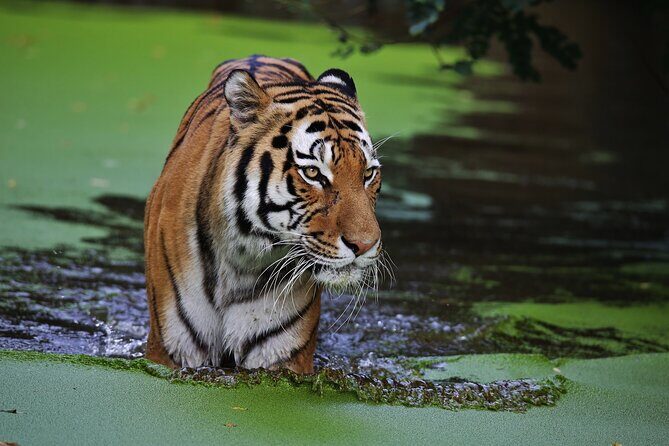Day Trip from Jaipur to Ranthambore with Tiger Safari - Detailed Overview of the Experience