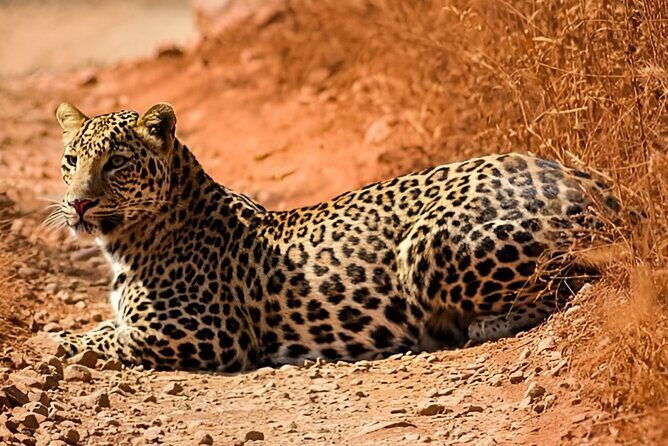 Day Trip from Jaipur to Ranthambore with Tiger Safari - Who Is This Tour Best For?